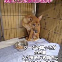 ケージの一番奥に…