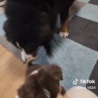 立つ子犬のお尻に鼻を近づける大型犬