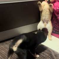 ワンプロ中の子犬達