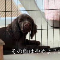 すごい顔でガン見！！