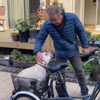 年配男性に頭を撫でられる犬