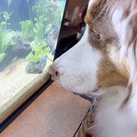 水槽の中を泳ぐ魚を目で追うオーストラリアン・シェパード