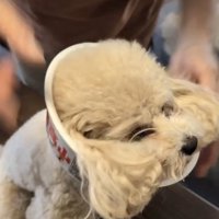 カポッとはめて、お耳を出して…