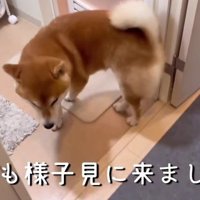こむぎちゃんも納得！？