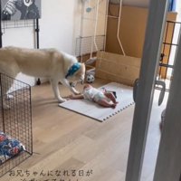赤ちゃんに近づく犬