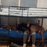 ベッドに登る犬たち