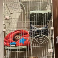 ケージで寛ぐルパンちゃん