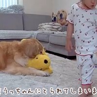 再びおもちゃを奪取