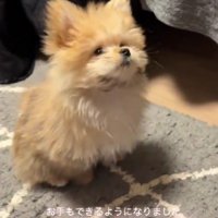 子犬のうにちゃん