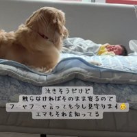 優しく寄り添うエマちゃん