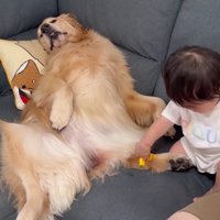 人間みたいに寝るおからちゃん