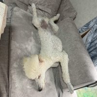 眠る大型犬