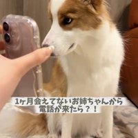 スマートフォンを見つめる犬