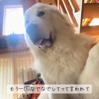 催促するわたまるくん