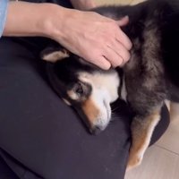 モカちゃんとママさんの再会7