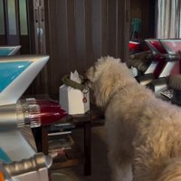 ルークくんをお散歩に誘った時の行動