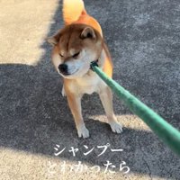 シャンプーに行くときも…