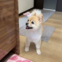 きゅうりを切っている時のキラキラなお目目♪