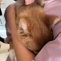 注射針が入ったつくねちゃん