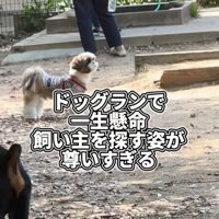 迷子の犬