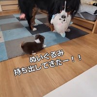 「ぬいぐるみで遊ぼう」と提案