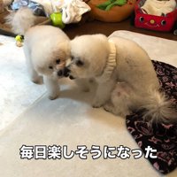 リリーちゃんの変化5