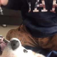 犬と赤ちゃん
