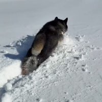 ももちゃんの雪遊び8