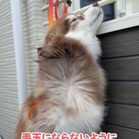 乾かされるコスモくん