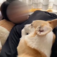 「撫でて」とアピール