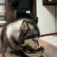 ご飯を食べ続ける犬