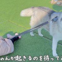 転んだ女の子のそばに立つ犬