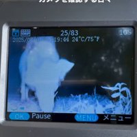なかなか捕まらない…
