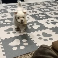 トコトコと寄ってきました♪