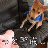 パック中のお母さんを見たワンジローくん2