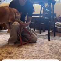 顔をうずめている犬