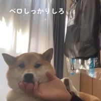 アゴの下を撫でる手を舐める柴犬