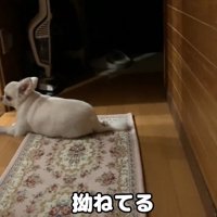 お姉ちゃんと喧嘩した時のコハクくん8