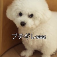真顔で見つめる犬