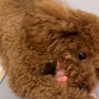 なでられる犬3