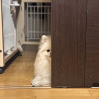 お約束