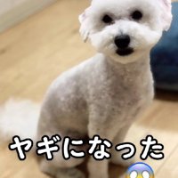 どこから見てもヤギ…