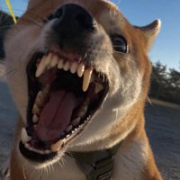 こてつ君の怖くて可愛いお顔