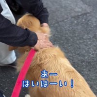 おざなりなゆずくん