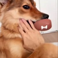 ママさん旅行中のラッキーくん4