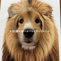 ライオンの顔に馴染む犬