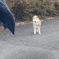 「疲れて歩けないよ～…」