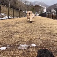 ドッグランで駆け回るおからちゃん