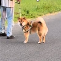 こちらを見る犬2