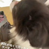 「アオーン、アオーン」